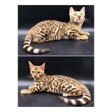 Tabby