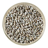 Rye
