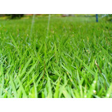 02 Kg Grama Esmeralda Para 1000m² 100% Puras