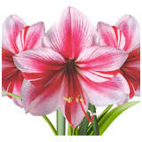 02 Bulbos Flores Amarílis Amaryllis Açucena Gervase