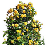 02 Mudas Rosas Trepadeira Cor Amarela