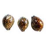 03 Buzio Concha Tigre Grande Artesanato Candomblé Umbanda