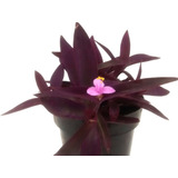 Purpurea
