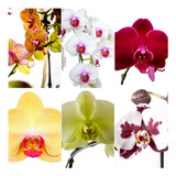 05 Mudas De Orquidea Phalaenopsis Promocao No Vaso Enraizada