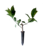 05 Ora Pro Nobis C/raízes De 25cm A 35cm (pereskia Aculeata)