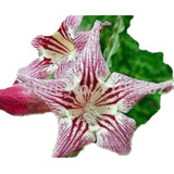 Rara