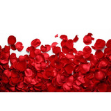 1.000 Pétalas De Rosas Vermelha Artificiais Noivas Casamento