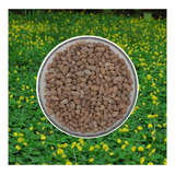 1.000 Sementes Amendoim Forrageiro - Grama Adubo Verde Pasto
