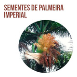 1.000 Sementes De Palmeira Imperial -