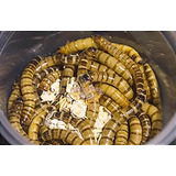 1.000 Tenebrio Molitor Ração Pets Pássaros Hamster Lagarto 