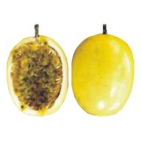 1 000 Maracujá Azedo Brs Gigante Amarelo Brs Ga1