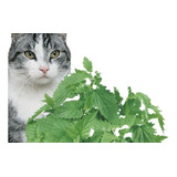 Catnip