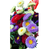 1 000 Sementes Da Flor Aster A Rainha margarida Mix De Cores