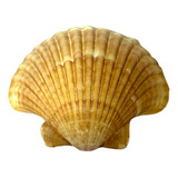 1 Concha Shell Natural Para Decoração