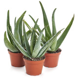 Muda Babosa Aloe Vera Barbadensis > Jardim E Ar Livre