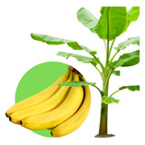 Entrega
