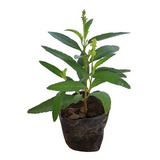 Plantio