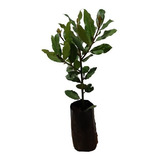 1 Muda De Louro + 1 Oliveira Azeitona + Manual De Cultivo