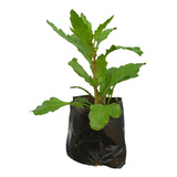 Plantio
