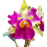 1 Muda De Orquídea Amarela E
