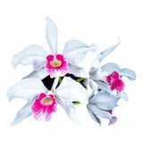 1 Muda De Orquídea  Laelia