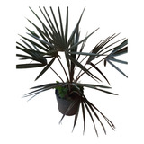 1 Muda De Palmeira Azul - Bismarckia De 1.0m À 1.30m