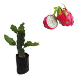 Plantio