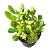 1 Muda De Planta Jade Crassula