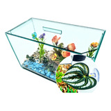 Bettas