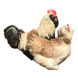 1 Dúzia De Ovos Galados Aves De Raça Faverolle Salmão