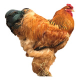 1 Dúzia De Ovos Galados Raça Pura Brahma Buff