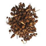 1 Kg De Flor De Jambu Desidratada Alto Rendimento 40 Litros