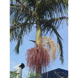 1 Kg Sementes Palmeira Imperial