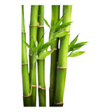 1 Muda Adulta De Bambu Mosso Gigante