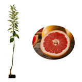 grapefruit