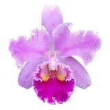 1 Muda De Orquídea Chunyeah X