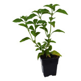 1 Muda De Patchouli Manual De Plantio