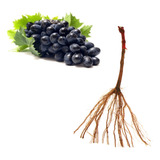 Plantio