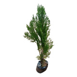 1 Muda Pinheiro De Natal Planta Natural
