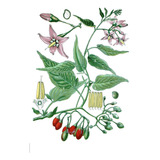 1 Muda Trepadeira Doce Amarga Dulcamara É Linda Cor Lilas