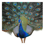 1 ovo De Pavão Azul Verde Arlequim