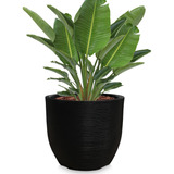 1 Vaso De Planta Grande Gigante Frutifera Plastico 60x56 R