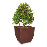 1 Vaso Grande De Planta Frutifera Plastico Polietileno 60x56