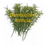 10 Bambu, H=12 Cm, Arbusto Paisagismo