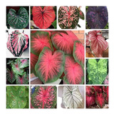 10 Bulbos De Caladium Diferentes \ Tinhorão 