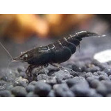 Heteropoda)