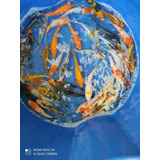 10 Carpas Ornamentais De 16cm