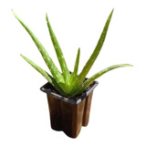 10 Mini Muda De Babosa Aloe