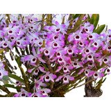10 Mudas De Orquídea Dendrobium Nobile