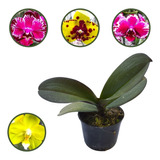 10 Mudas De Orquídeas Phalaenopsis Pré Adultas Frete Gratis